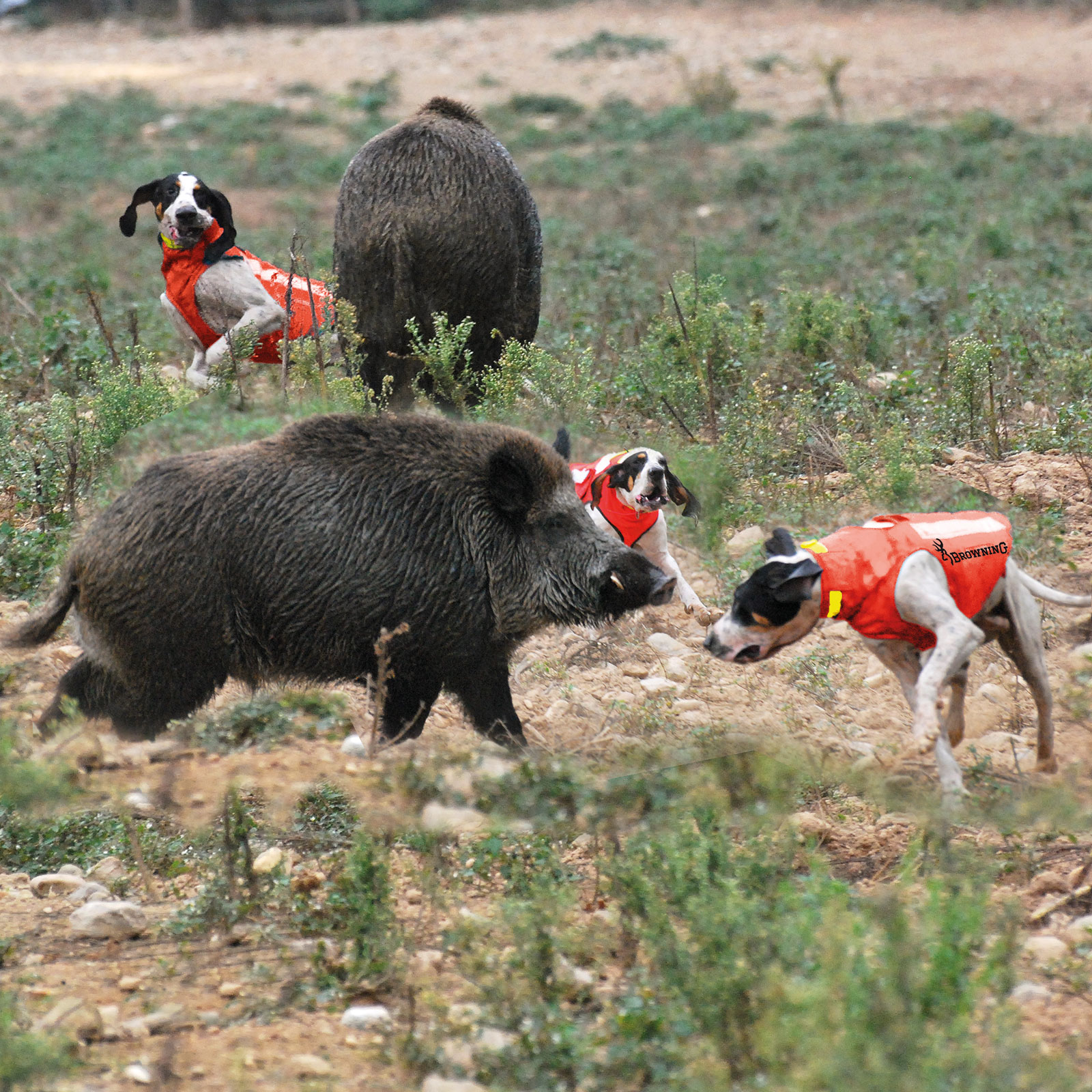 Dog Breeds Jagdterrier Hog Dog Bear Jagdterrier Hunting Hogs